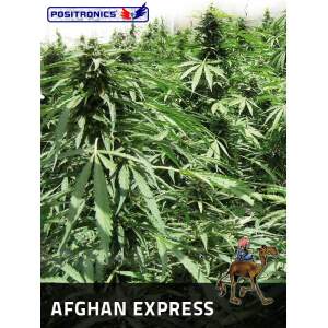 Positronics Afghan Auto