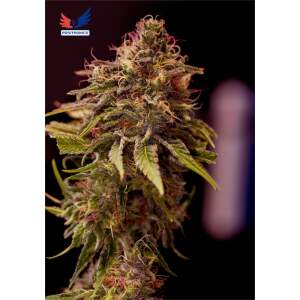 Positronics CBD+ Caramelice