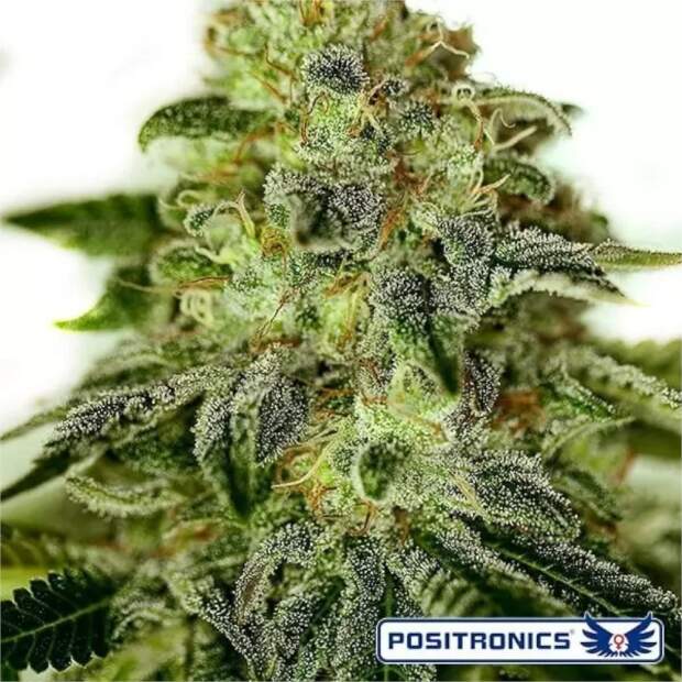 Positronics Glory OG