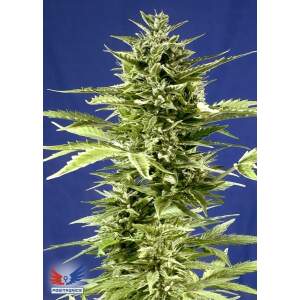 Positronics Jack Diesel