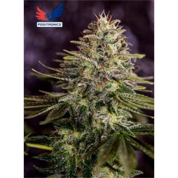 Positronics Jack Diesel Auto