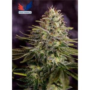 Positronics Jack Diesel Auto
