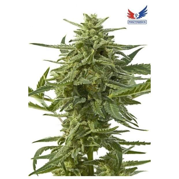 Positronics Northern Haze Auto