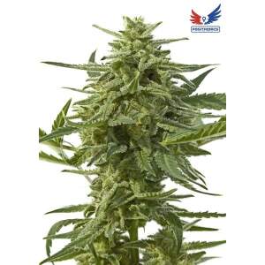Positronics Northern Haze Auto