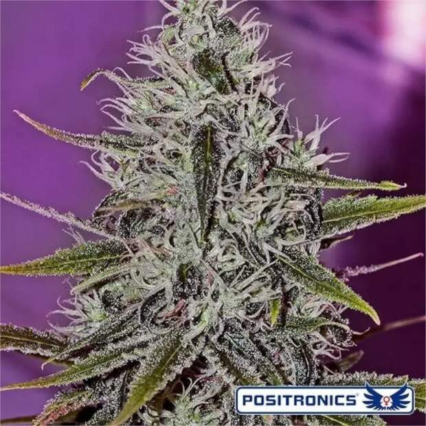 Positronics One Love Haze