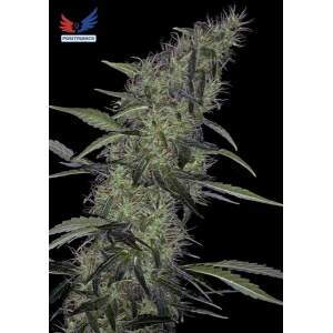 Positronics Somango#47