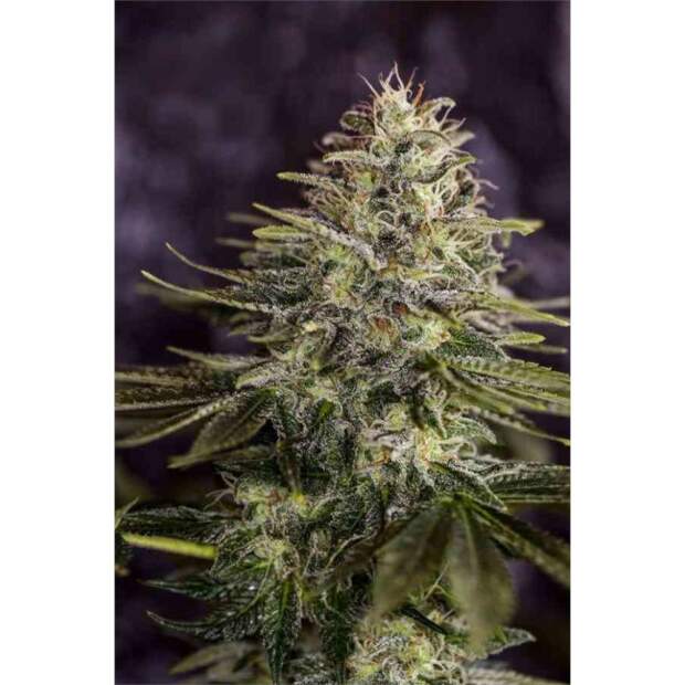 Positronics Sticky Dream (Special USA)