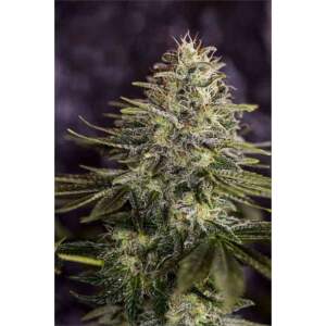 Positronics Sticky Dream (Special USA)