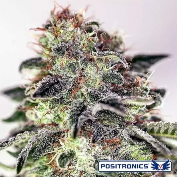 Positronics Sticky Dream Auto