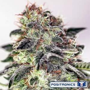 Positronics Sticky Dream Auto
