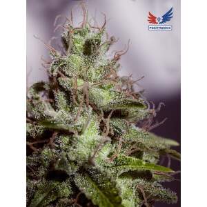 Positronics Supercheese Auto