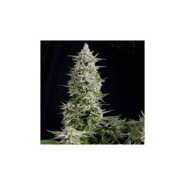 Pyramid Seeds Amnesia Gold