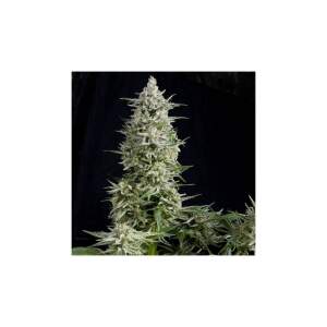 Pyramid Seeds Amnesia Gold