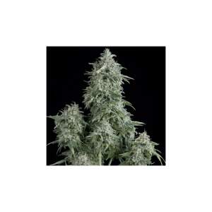 Pyramid Seeds Anubis