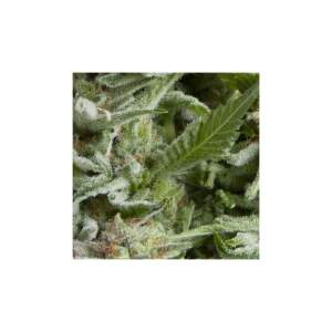 Pyramid Seeds Auto Alpujarrena