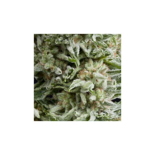 Pyramid Seeds Auto Amnesia Gold