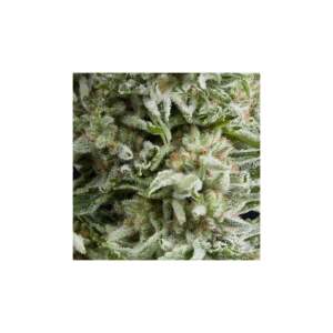 Pyramid Seeds Auto Amnesia Gold
