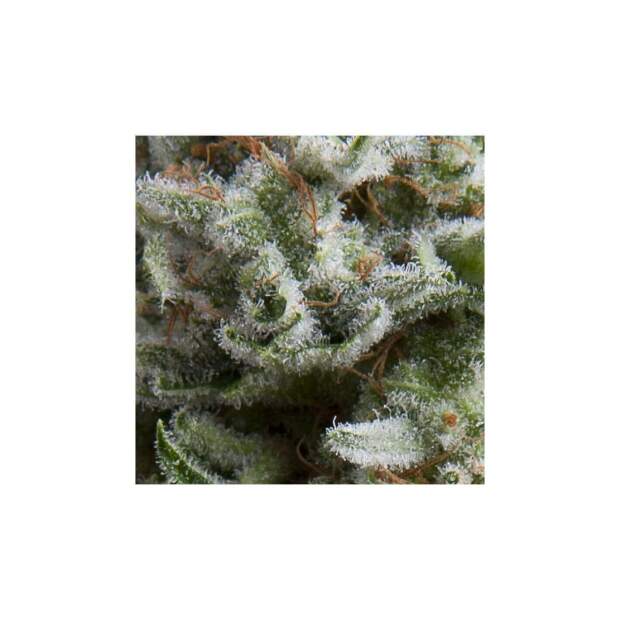 Pyramid Seeds Auto Anesthesia