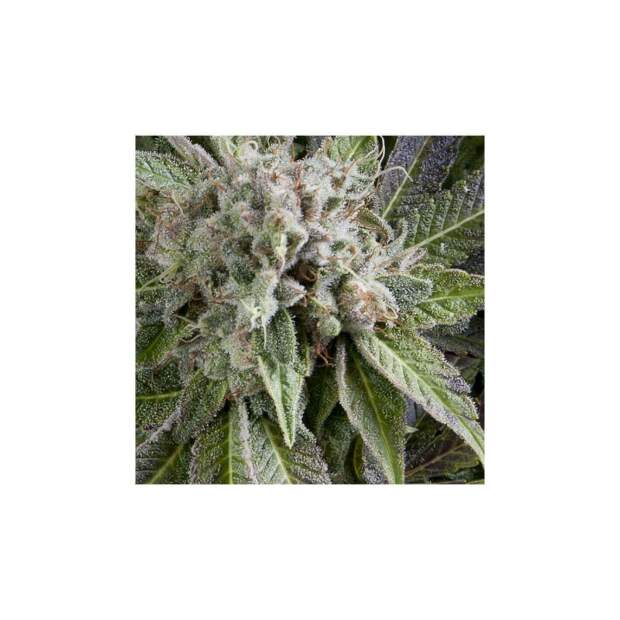 Pyramid Seeds Auto Blue Pyramid