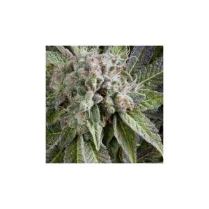 Pyramid Seeds Auto Blue Pyramid