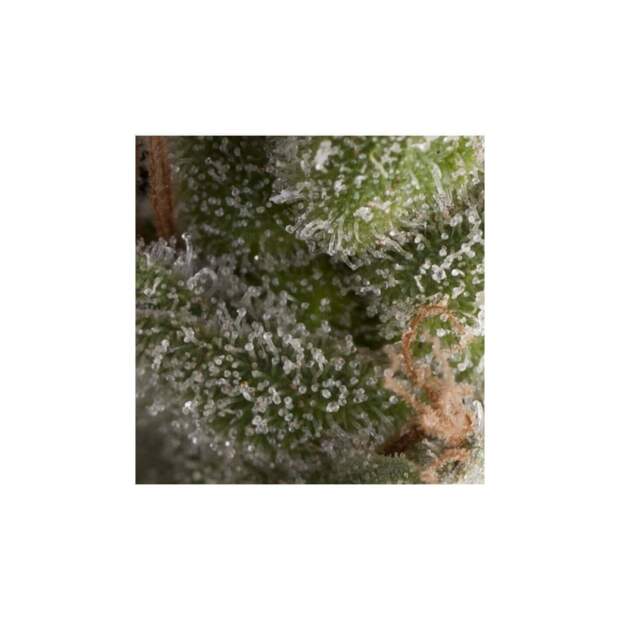 Pyramid Seeds Auto Fresh Candy