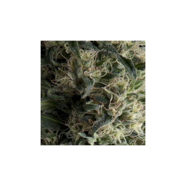 Pyramid Seeds Auto Galaxy