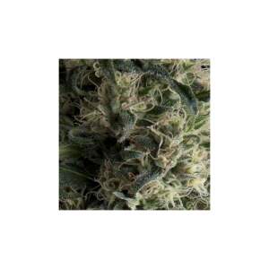 Pyramid Seeds Auto Galaxy