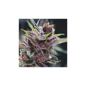 Pyramid Seeds Black Cherry Punch