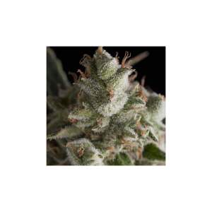 Pyramid Seeds Fresh Candy