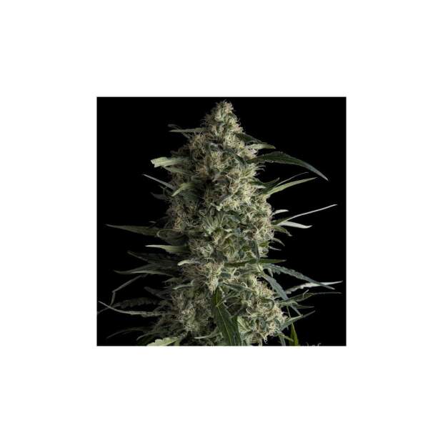 Pyramid Seeds Galaxy