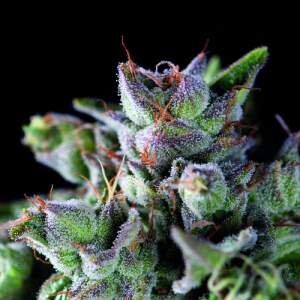 Pyramid Seeds Gorila