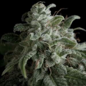 Pyramid Seeds Nefertiti