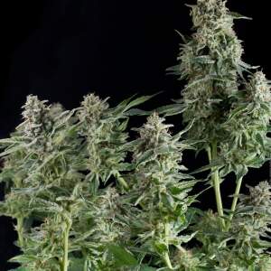 Pyramid Seeds Northern Lights