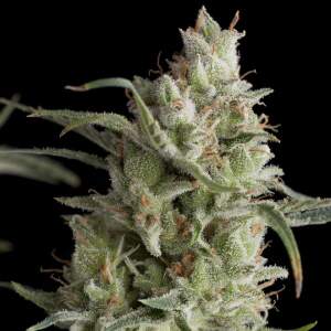 Pyramid Seeds Super OG Kush