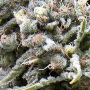Pyramid Seeds White Widow CBD