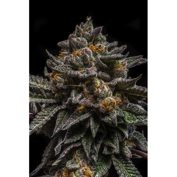 Ripper Seeds Brain Cake