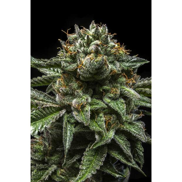 Ripper Seeds Chempie