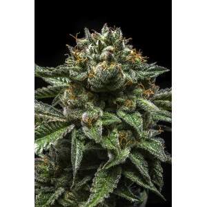 Ripper Seeds Chempie