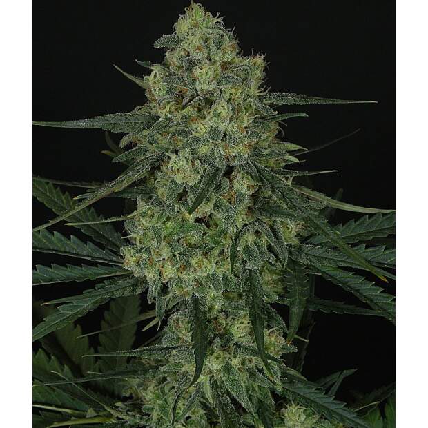 Ripper Seeds Criminal +