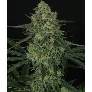 Ripper Seeds Criminal +