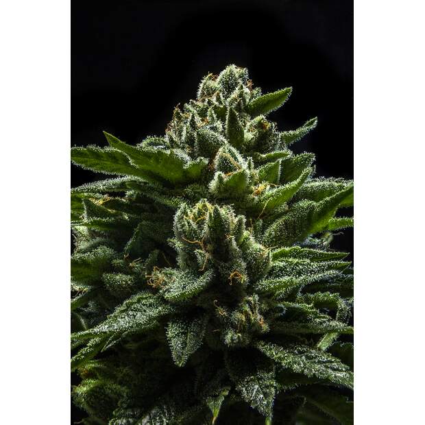 Ripper Seeds Do-G