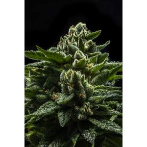Ripper Seeds Do-G
