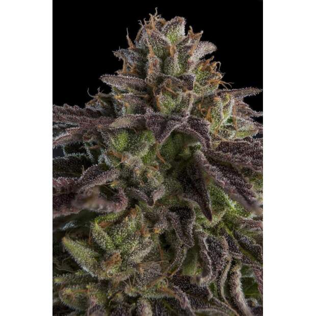 Ripper Seeds Kmintz