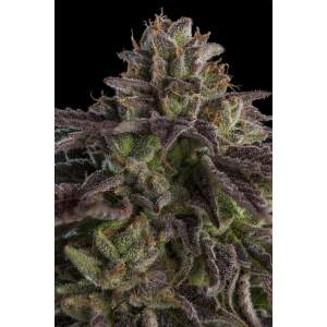 Ripper Seeds K-Mintz