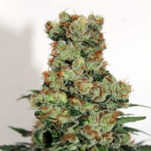 Ripper Seeds Ripper Badazz