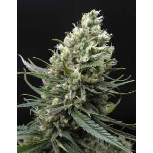 Ripper Seeds Ripper Haze