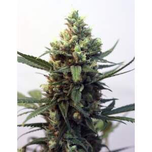 Ripper Seeds Toxic