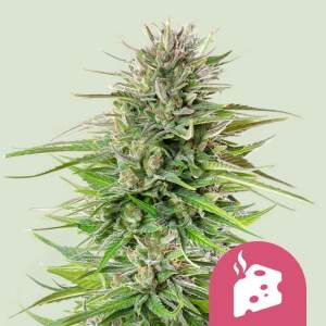 Royal Queen Blue Cheese