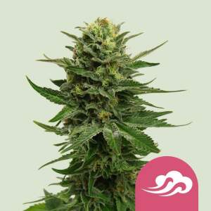 Royal Queen Blue Mystic