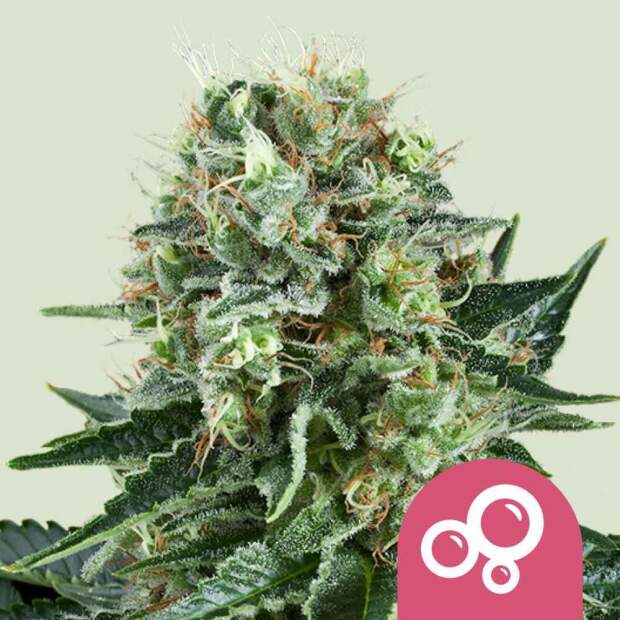 Royal Queen Bubble Kush